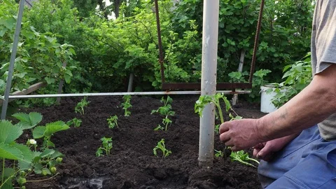 The man sits down tomato seedlings for your garden. Stock Footage 107930504