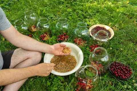 A man sits on the grass in the garden, sorting berries and currants into di.. Stock Photos