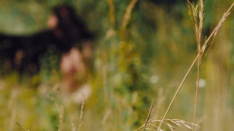 A man sits on the grass with German shepherd in the meadow and looking at the Stock Footage 111658405