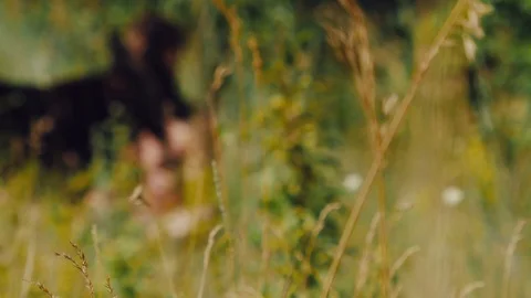 A man sits on the grass with German shepherd in the meadow and looking at the Stock Footage 111658490