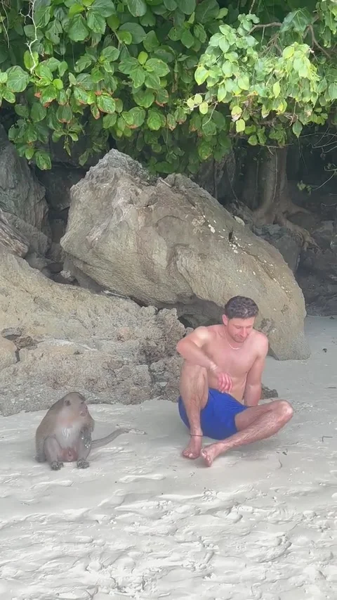 Man Sits With Monkeys on the Beach, Monkey Beach, Phi Phi Islands, Thailand - 11 Stock Footage 314676324