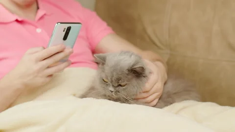 Man sits on a sofa covered with a blanket, on his feet uses a British cat Stock Footage 150069297