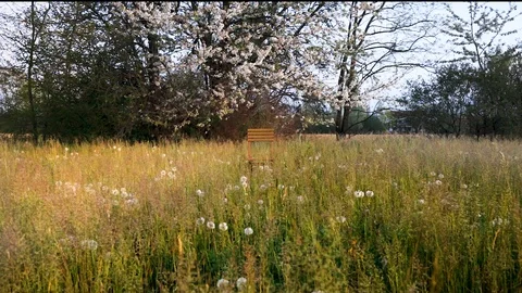 Man sits under flowers tree Stock Footage 129038791