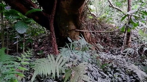 Man sits under a tree in the forest. Video stock 122880669