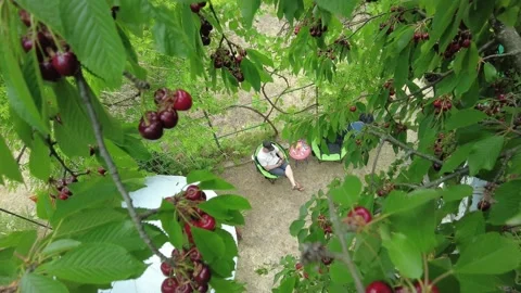 A man sits under a tree with ripe cherries Stock Footage 199953728