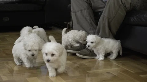 Man sitting and playing with cute white baby bichon puppies on floor, close up. Stock-Footage 87298746