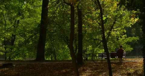 Man is Sitting on The Bench Working With Laptop Freelancer Programmer Stock Footage 55531506