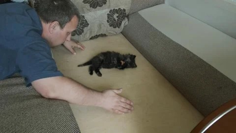 A man sitting on a couch playing with a small kitten Stock Footage 329695380