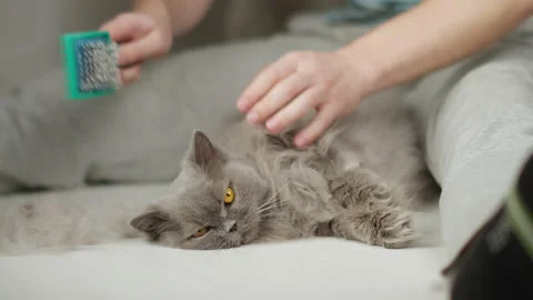 Man sitting on the floor combing a British cat lying between his legs Stock Footage 150517888