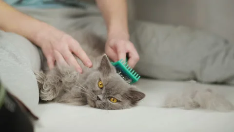 A man sitting on the floor combing a British cat lying between his legs Stock Footage 150680296
