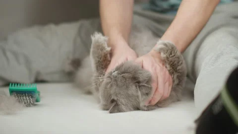 Man sitting on the floor combing a British cat lying between his legs Stock Footage 152658104