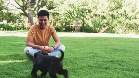 Man sitting on grass offering purple toy, puppy sniffing chasing orange ball, Stock Footage 333033745