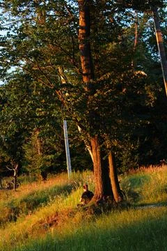 A man sitting on a mountain with dreadlocks under a tree at sunset drinks t.. Stock Photos
