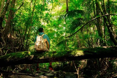 Man sitting on old trunk tree there is cover moss in rainforest with backpack Stock Photos