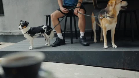 Man sitting at outdoor cafe with two dogs on leash Stock Footage 314985324