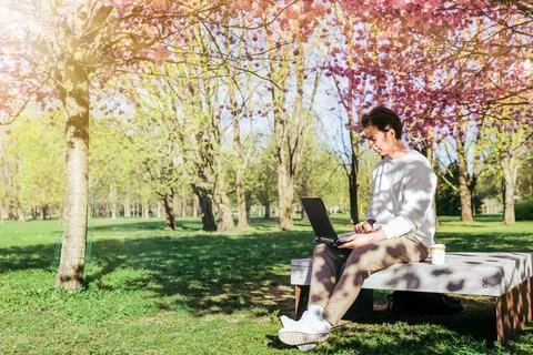 A man sitting on a park bench working on his laptop under blooming pink che.. Stock Photos