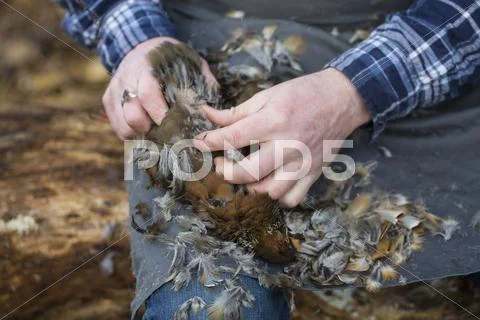A Man Sitting Plucking Feathers From A Game Bird Carcass.