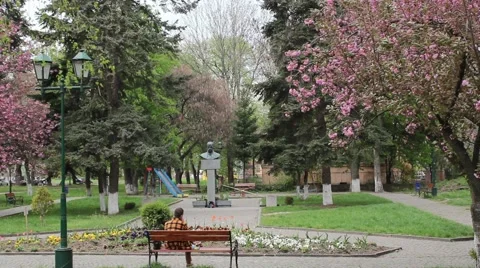 Man sitting in the sakura park Stock Footage 57363377