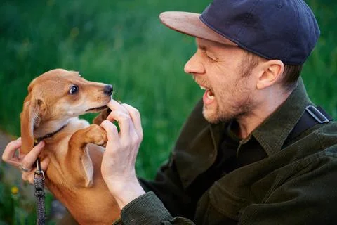 Man sitting screaming while ginger puppy biting him on finger Stock-Fotos
