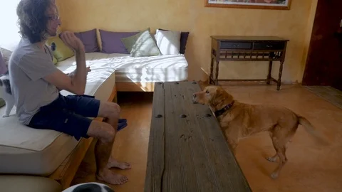 Man sitting on a sofa throwing treats to a dog trying to catch them in slowmo Stock Footage 87359219