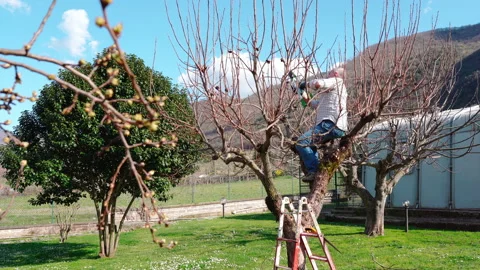 Man sitting on top of the tree using long metal loppers for cutting branches Stock Footage 155805182