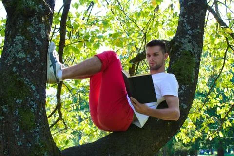 Man sitting in a tree reading a book Stock Photos