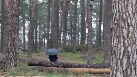 A man sitting under an umbrella on a broken tree after a bombing. The war in Stock Footage 254206673