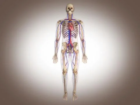 Man skeleton with internal organs. 3 D digital rendering. Stock Illustration
