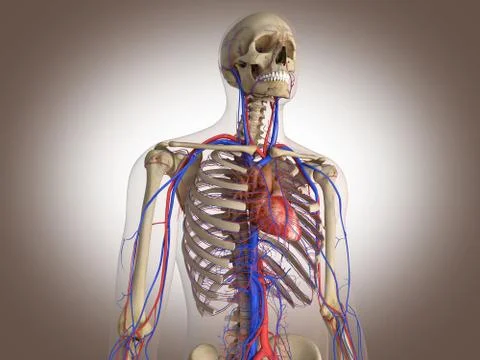 Man skeleton with internal organs. 3 D digital rendering. Stock Illustration