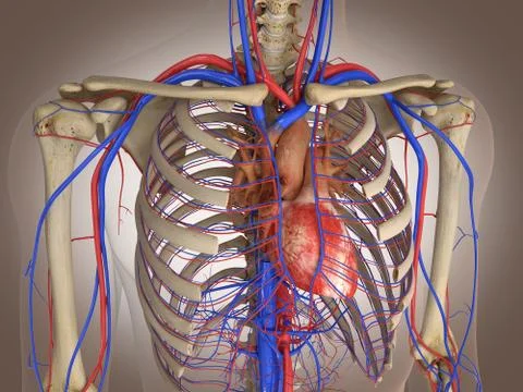 Man skeleton with internal organs. 3 D digital rendering. Stock Illustration