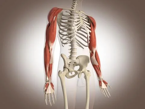 Man skeleton with internal organs. 3 D digital rendering. Stock Illustration
