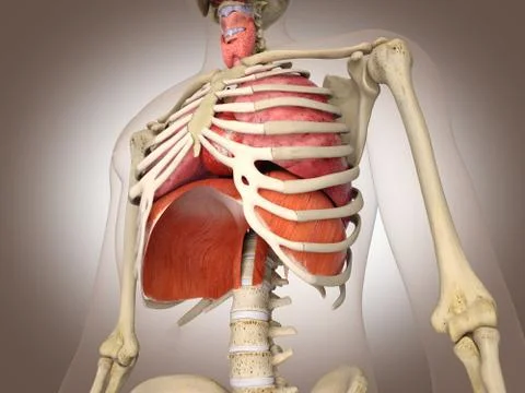 Man skeleton with internal organs. 3 D digital rendering. Stock Illustration