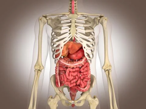 Man skeleton with internal organs. 3 D digital rendering. Stock Illustration