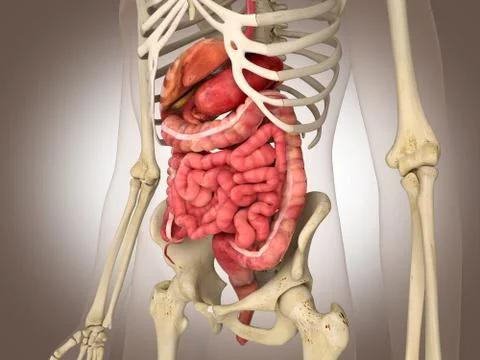 Man skeleton with internal organs. 3 D digital rendering. 스톡 일러스트