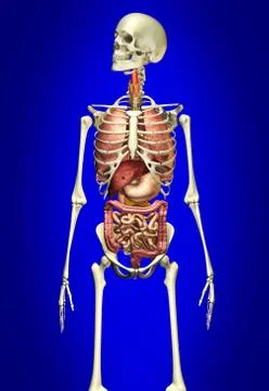 Man skeleton with internal organs Stock Illustration