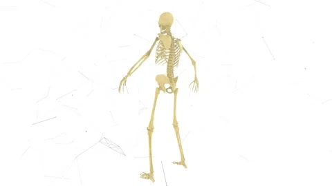 Man Skeleton System v2 4k Stock Footage 145839214