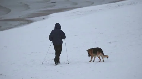 Man on ski walking the dog shepherd in winter Stock Footage 57858357