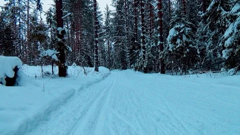 A man skiing in a winter forest Video stock 76141213