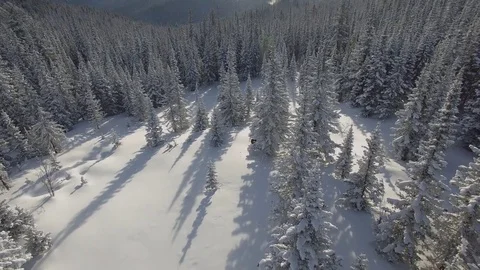 A man on skis in deep snow. Winter forest with snow-covered trees. Video stock 75047751