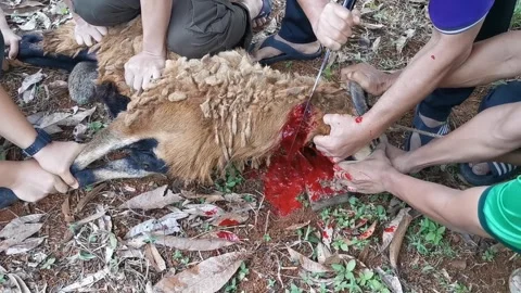 A man slaughtered a goat in conjunction with eid-adha at the garden Stock Footage 292513341