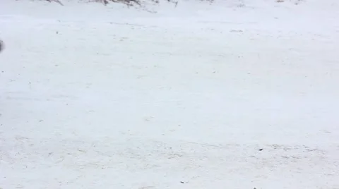 Man sledding the child in winter Stock Footage 64973613