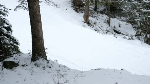 A man sledging with his dog. Video stock 115830790