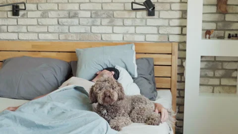 Man with Sleep Mask Resting in Bed as Maltipoo Dog Enters Room Vidéo 339510701