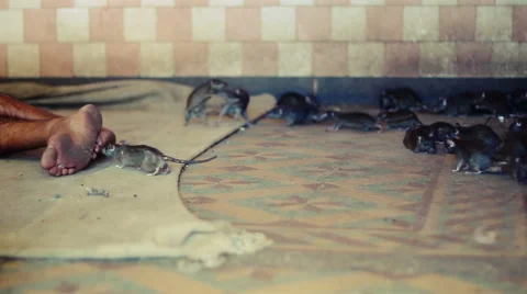 Man sleeping among rats. Stock Footage 44621501