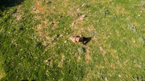 Man sleeping into the grass Stock Photos