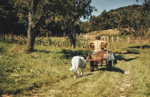 Man on a small tractor, farmer at work. Stock Photos