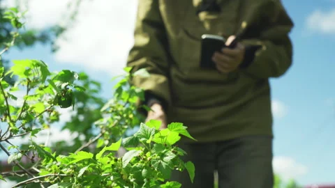 A man with a smartphone inspects shrubs in a spring garden Stock Footage 249149691