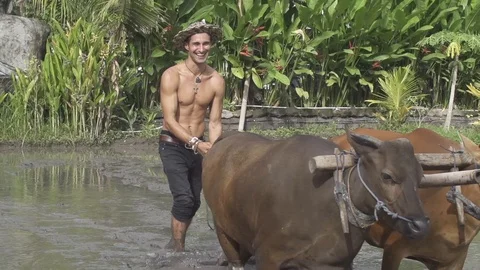 Man Smiles While Tilling Rice Patties with Cows Slow Motion Stock Footage 106784295