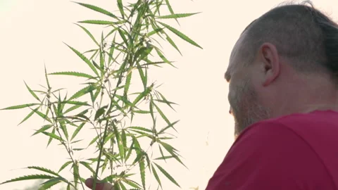 A man sniffs hemp growing in a field. Stock Footage 142188587