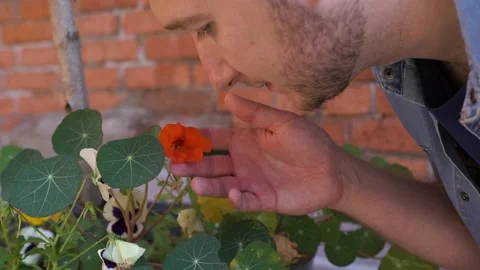 A man sniffs a red flower against a brick wall in the street. Close-up Video stock 139084033